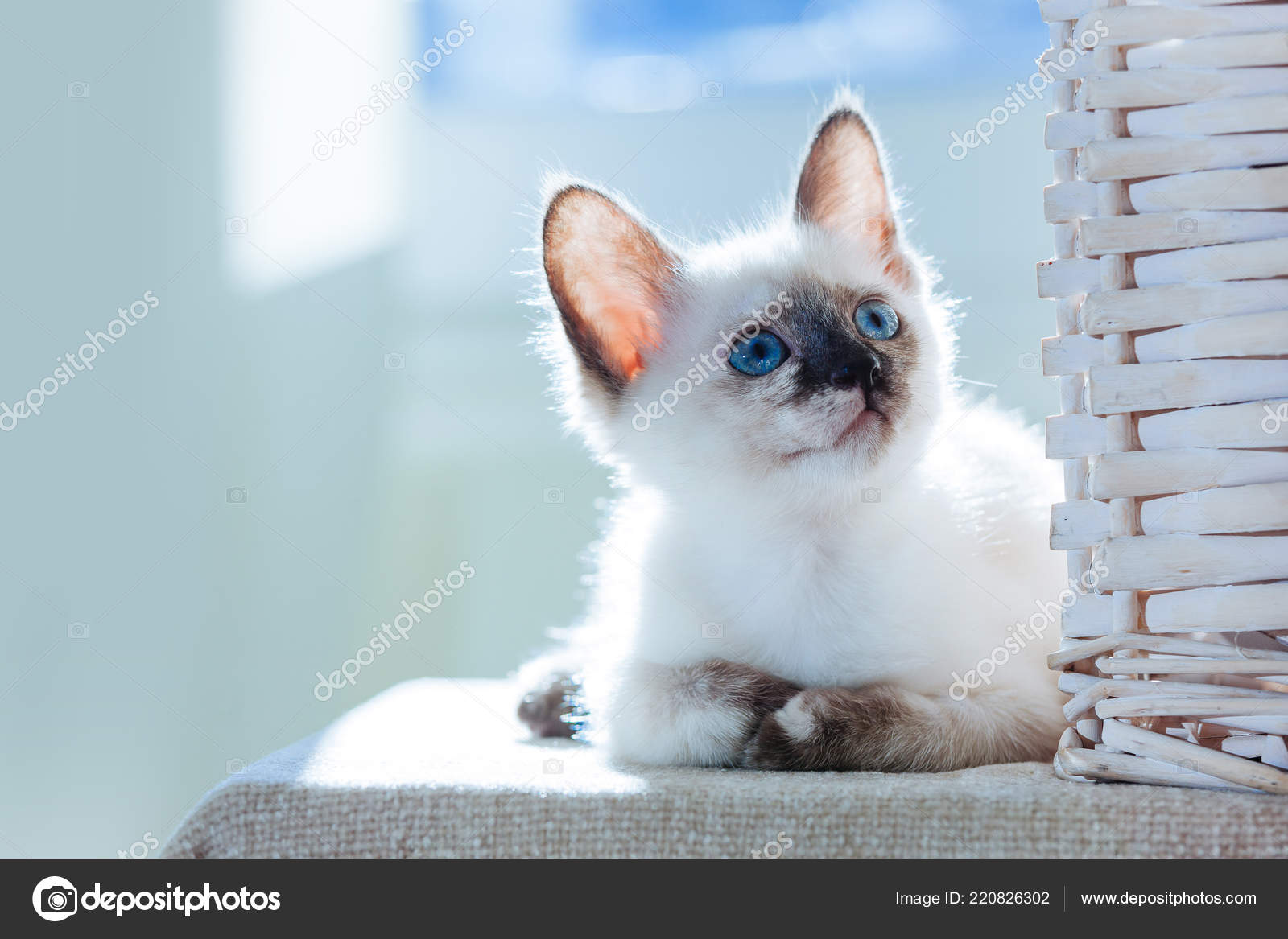 Petit Chaton Race Thaï Dans Les Rayons Soleil Chat Drôle