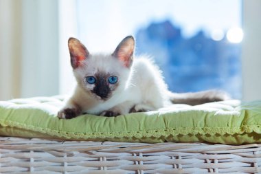 Güneş ışınları Tay cins küçük kedi. Beyaz zemin üzerine mavi gözlü komik kedi.