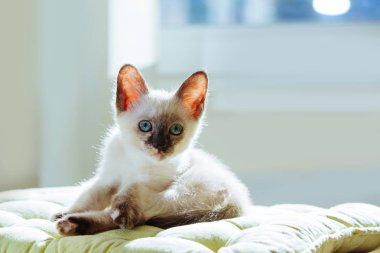 Güneş ışınları Tay cins küçük kedi. Beyaz zemin üzerine mavi gözlü komik kedi.