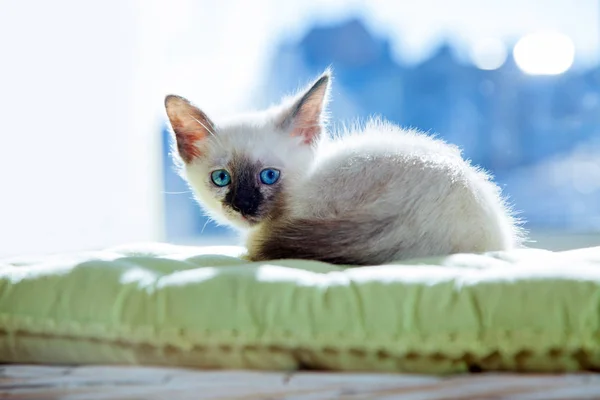 Little Kitten Thai Breed Sun Rays Funny Cat Blue Eyes — Stock Photo, Image