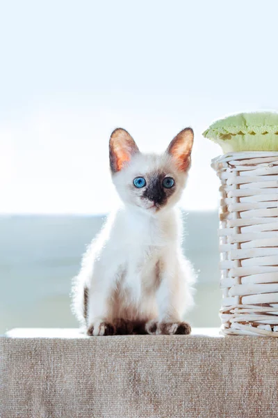 Pequeño Gatito Raza Tailandesa Los Rayos Del Sol Gato Divertido — Foto de Stock