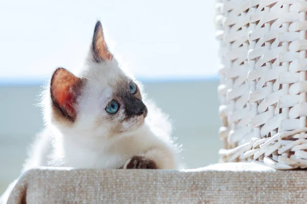 Маленький Котенок Тайской Породы Лучах Солнца Смешной Кот Голубыми Глазами — стоковое фото