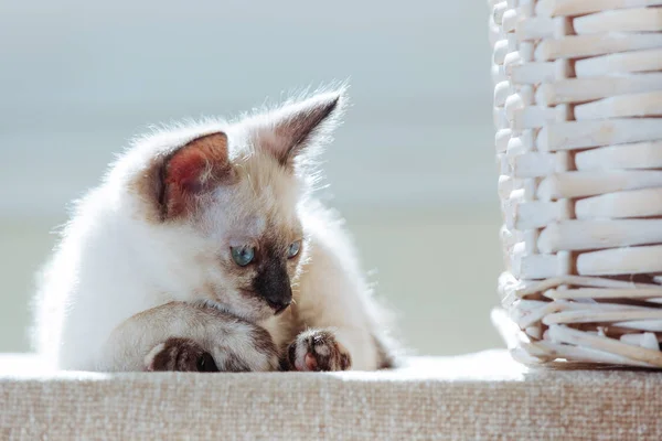 Piccolo Gattino Razza Tailandese Raggi Del Sole Gatto Divertente Con — Foto Stock