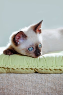 Güneş ışınları Tay cins küçük kedi. Beyaz zemin üzerine mavi gözlü komik kedi.