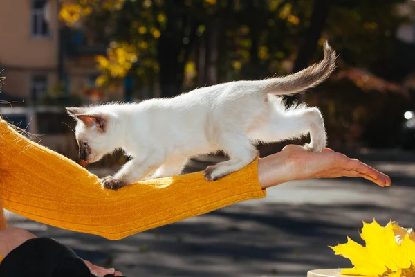광선에 타이어 품종의 고양이 노란의 자에서 여성의 스크램블과 고양이 — 스톡 사진