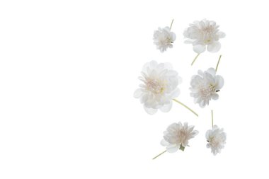 Beyaz arka plan üzerinde izole krizantem birçok beyaz çiçek. Sağlık, saflık ve masumiyet kavramı.