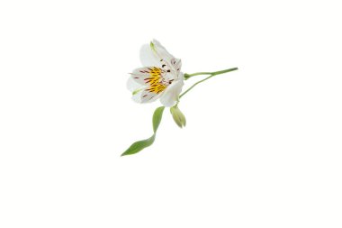 Beyaz arka plan üzerinde izole bir beyaz çiçek. Sağlık, saflık ve masumiyet kavramı.