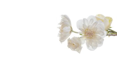 Birçok çiçek kasımpatı ve beyaz arka plan üzerinde izole gül beyaz. Sağlık, saflık ve masumiyet kavramı.