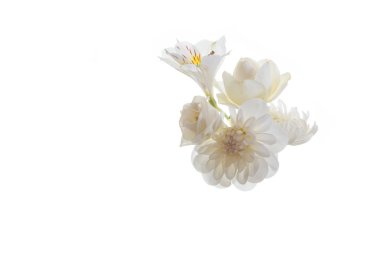 Birçok çiçek kasımpatı ve beyaz arka plan üzerinde izole gül beyaz. Sağlık, saflık ve masumiyet kavramı.