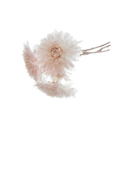 白い背景で隔離の白とピンクの花 純度および潔白の概念 — ストック写真
