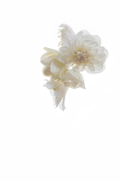 多くは 白い背景で隔離のバラと菊の花を白します 純度および潔白の概念 — ストック写真