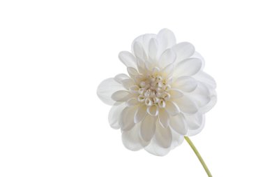 Beyaz arka plan üzerinde izole krizantem bir beyaz çiçek. Sağlık, saflık ve masumiyet kavramı.