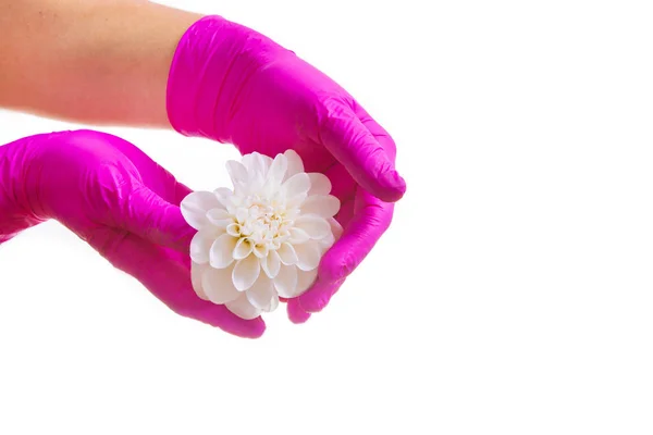 Female Doctor Hands Pink Gloves White Flower Purple Gloves White — Stock Photo, Image