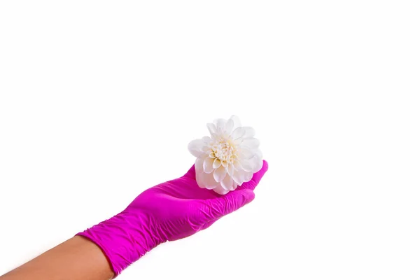 Female Doctor Hands Pink Gloves White Flower Purple Gloves White — Stock Photo, Image