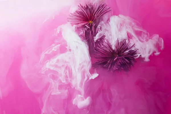 Crisantemo Rosa Con Hojas Verdes Dentro Del Agua Púrpura Con — Foto de Stock
