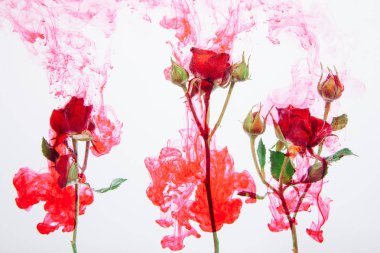 Pembe Güller kırmızı boya ile beyaz bir arka plan üzerinde su içinde yeşil yaprakları ile. Suluboya stil ve soyut resim kırmızı gül.