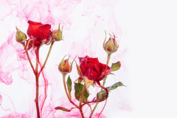 Rosarote Rosen Mit Grünen Blättern Wasser Auf Weißem Hintergrund Mit — Stockfoto