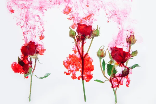 Roses Roses Avec Des Feuilles Vertes Intérieur Eau Sur Fond — Photo