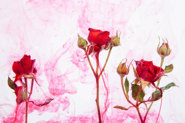 Rosas Rosa Com Folhas Verdes Dentro Água Sobre Fundo Branco — Fotografia de Stock