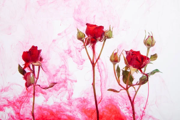Roses Roses Avec Des Feuilles Vertes Intérieur Eau Sur Fond — Photo