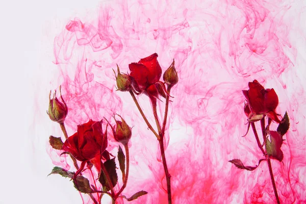 Rosarote Rosen Mit Grünen Blättern Wasser Auf Weißem Hintergrund Mit — Stockfoto