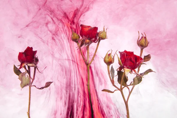 粉红色的玫瑰与绿色的叶子在水中的白色背景与红色油漆 红玫瑰的水彩风格与抽象形象 — 图库照片