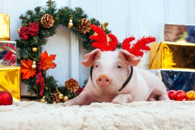 İki beyaz domuz Noel dekorasyonu oturur. Sevimli küçük domuzcuklar yeni yıl komik kapaklar ile.