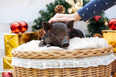 Vietnamca doğurmak bir siyah domuz bir hasır sepet Noel dekorasyonu yanında oturuyor. Yeni yıl kavramı.