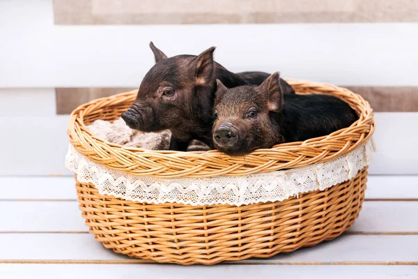 Dos Cerdos Negros Raza Vietnamita Sientan Una Canasta Mimbre Cerca — Foto de Stock
