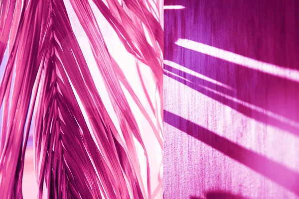 Light and shadow from palm leaves on pink canvas background. Warm morning light through purple palm branches.