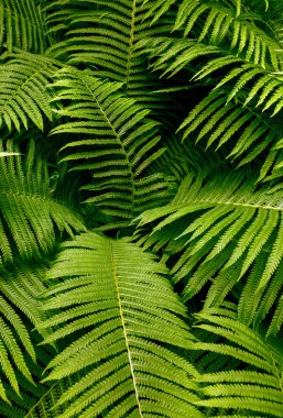 Fern, tropikal yağmur damlaları ile yeşil yapraklar. Üstten görünüm. Düz yatıyordu. Doğa arka plan, lily vadi ve eğreltiotu yaprakları yakın çekim.