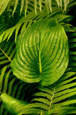 Fern, tropikal yağmur damlaları ile yeşil yapraklar. Üstten görünüm. Düz yatıyordu. Doğa arka plan, lily vadi ve eğreltiotu yaprakları yakın çekim.