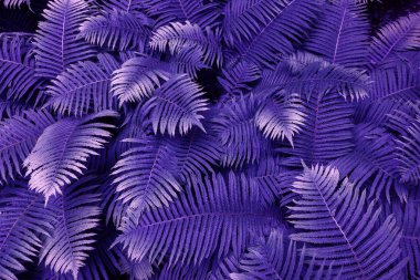 Fern, tropikal yağmur damlaları ile mor yapraklar. Üstten görünüm. Düz yatıyordu. Doğa arka plan, lily vadi ve eğreltiotu yaprakları yakın çekim.