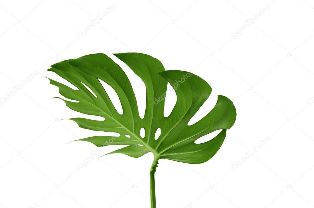 green leaves og monstera on a white background. Palette of green and tropical leaves monstera in the style fine art.