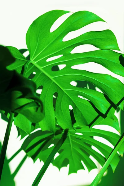 Hojas Verdes Monstera Sobre Fondo Blanco Paleta Hojas Verdes Tropicales — Foto de Stock