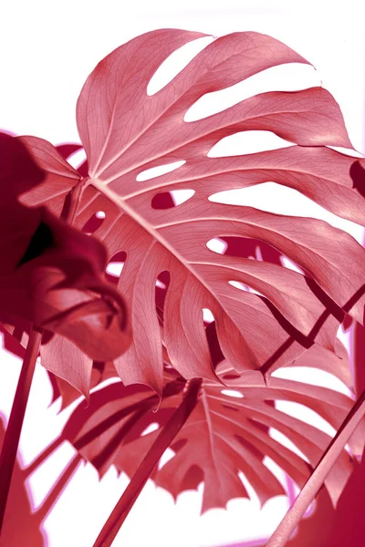 Pink leaves of monstera on a white background. Palette of purple tropical leaves monstera in the style fine art.