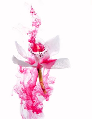 Beyaz orkide beyaz bir su içinde arka plan whith pembe boyalar. Suluboya stil ve beyaz orkide soyut resim.