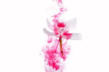 Beyaz orkide beyaz bir su içinde arka plan whith pembe boyalar. Suluboya stil ve beyaz orkide soyut resim.
