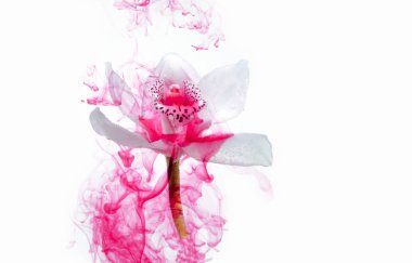 Beyaz orkide beyaz bir su içinde arka plan whith pembe boyalar. Suluboya stil ve beyaz orkide soyut resim.