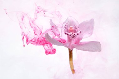 Beyaz orkide beyaz bir su içinde arka plan whith pembe boyalar. Suluboya stil ve beyaz orkide soyut resim.