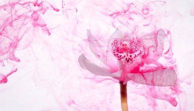 Beyaz orkide beyaz bir su içinde arka plan whith pembe boyalar. Suluboya stil ve beyaz orkide soyut resim.