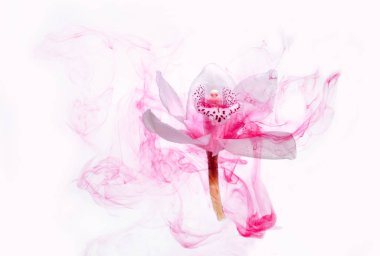 Beyaz orkide beyaz bir su içinde arka plan whith pembe boyalar. Suluboya stil ve beyaz orkide soyut resim.