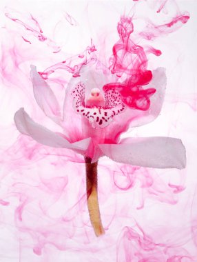 Beyaz orkide beyaz bir su içinde arka plan whith pembe boyalar. Suluboya stil ve beyaz orkide soyut resim.