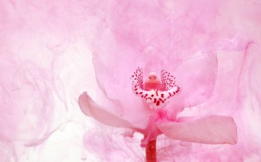 Beyaz orkide beyaz bir su içinde arka plan whith pembe boyalar. Suluboya stil ve beyaz orkide soyut resim.