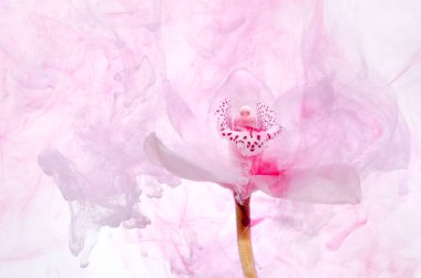 Beyaz orkide beyaz bir su içinde arka plan whith pembe boyalar. Suluboya stil ve beyaz orkide soyut resim.