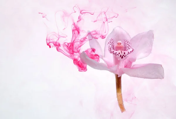 White orchid inside the water on a white background whith pink paints. Watercolor style and abstract image of white orchid.