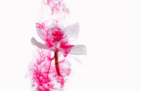 White orchid inside the water on a white background whith pink paints. Watercolor style and abstract image of white orchid.