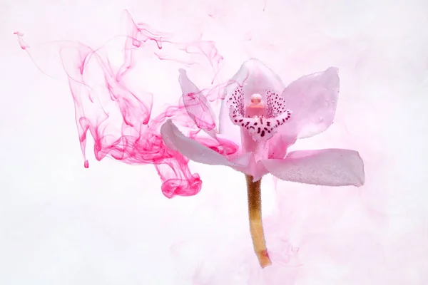 Wit Orchidee Het Water Een Witte Achtergrond Whith Roze Verf — Stockfoto