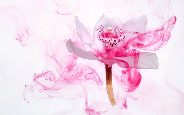 White orchid inside the water on a white background whith pink paints. Watercolor style and abstract image of white orchid.