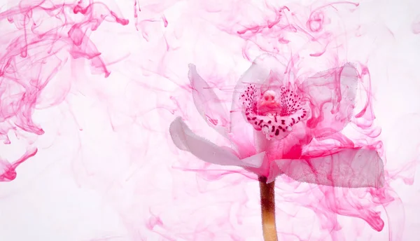 Orchidée Blanche Intérieur Eau Sur Fond Blanc Blanchâtre Peintures Roses — Photo